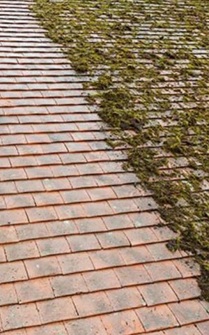 edge-window-cleaning-gutter-cleaning-victoria Moss cleaning soft wash services in Victoria by Edge Window Cleaning